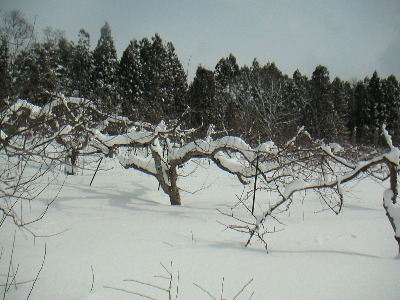 雪の中の奇跡のりんごの木のルーツ